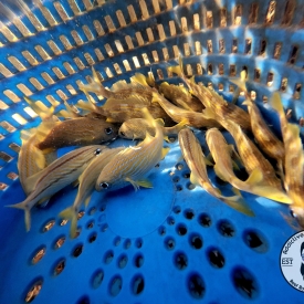 French Grunt Schooling Fish
