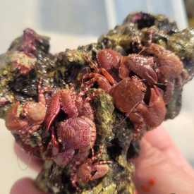 Porcelain Crab Filter Feeder