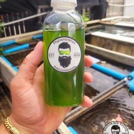 16oz Phytoplankton