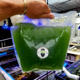 1 Gallon Phytoplankton