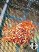 Rare Red Cluster Feather Dusters