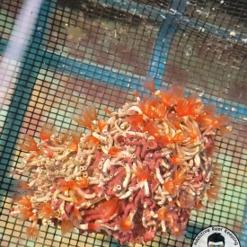 Rare Red Cluster Feather Dusters