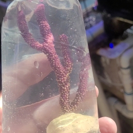 Purple Sea Rod Gorgonian Saltwater Marine ECO-FRIENDLY Gorgs