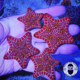West African Biscuit Starfish Red and White