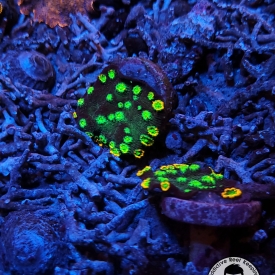 Alien Mutant Hollywood Stunner Chalice 3/4″ to 1″ Frags