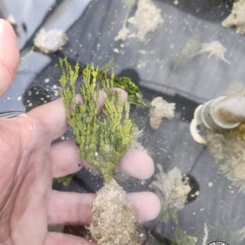 Halimeda Rooted Stem Plant Macro Algae