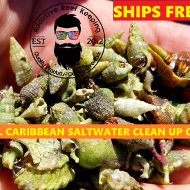 47 Mix n Match Small Caribbean Emerlad, Blue Legs, Astraea, Nerite, Cerith Saltwater Clean Up Crew