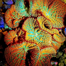 Forest Fire Mushroom- ALMOST WYSIWYG