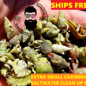 26 Mix N Match Extra Small Caribbean Emerald, Astraea, Nerite, Cerith Saltwater Clean Up Crew