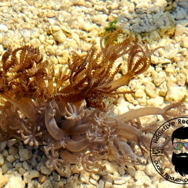 Pink Waving Hand Anthelia Coral 3″ Frag, Aquacultured Reef