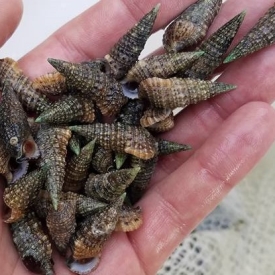 200 MIX MATCH!!! Pack 1″ Stocky Cerith Snails and Blue Leg Hermit Crabs