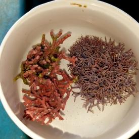 Thick AND Thin Branching Coralline Algae  Frag 1″ to 2″