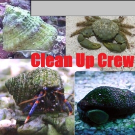 10-20 Gallon CLEAN UP CREW-Blue Leg Hermit Crab, Astraea Snail, Emerald, Cerith