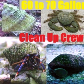 60-70 Gallon CLEAN UP CREW-Blue Leg Hermit Crab, Astraea Snail, Emerald, Cerith