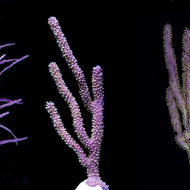 Purple PACK Gorgonians Saltwater Marine ECO-FRIENDLY Gorgs FREE SHIPPING!!!