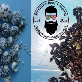 100x Mix N Match Caribbean Cerith and Nerite Snail Live Clean Up Crew Saltwater