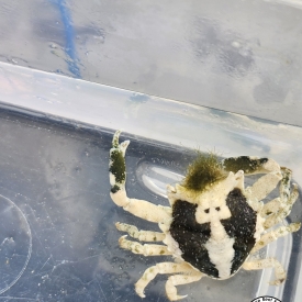 WYSIWYG Pitho Crab Green Hair Algae Eater REEF SAFE