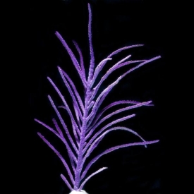Purple Feather Gorgonian 4″ to 8″ Frag Saltwater Marine ECO-FRIENDLY GORG