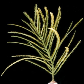 Golden Feather Gorgonian 4″ to 8″ Frag Saltwater Marine ECO-FRIENDLY GORG