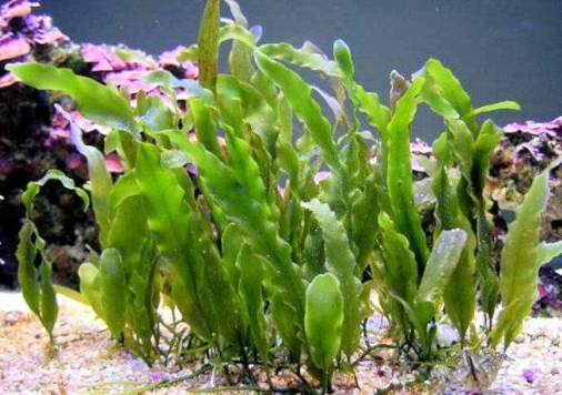 prolifera