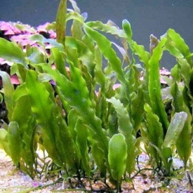 Prolifera Caulerpa Leaf Frag