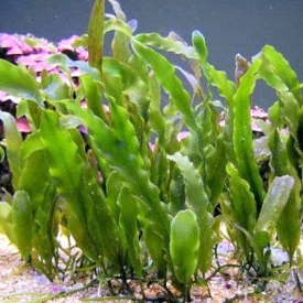 Live Frag Leaf Caulerpa Prolifera Marine Rare Macro Algae Plant Reef Refugium Coral