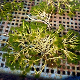 RARE Tufted Joint Algae Marine Macro Algae