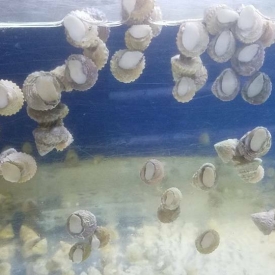 Astraea Turbo Snail- Saltwater Algae Cleaner Astrea