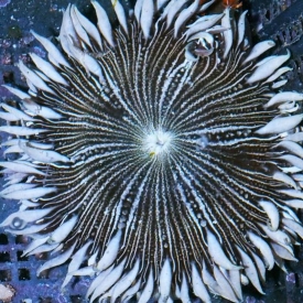1 Zebra Rock Flower Anemone Large Coral Reef Marine Saltwater