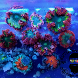 Ultra Rock Flower Anemone- Select Pack Size