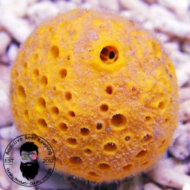 Yellow Ball Sponge